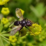 Knobbed Tongue. Black Flower Fly, Egle sp. (?), Anthomyiidae, on Foeniculum vulgare, Fennel, Gaasperplas, Amsterdam, The Netherlands