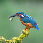 Kingfisher