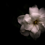 梅雨　the rainy season