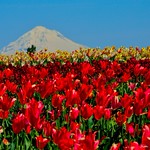 Mt Hood from Iverson's Tulip Fields (1)