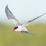 Arctic to Antarctic, longest migration...