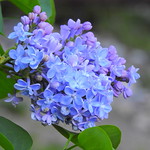 THE MAUVES AND BLUES OF A HYDRANGEA, VERY PRETTY.