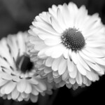 B&W Flowers