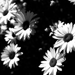 Oregon Daisies