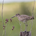 Willet