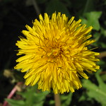 Dandelion