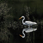 Across the water, reflecting- Great Egret