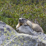Marmotte