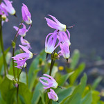 Jeffrey's Shooting Star