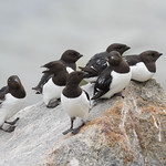 Little Auks - Alle alle