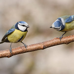 bluetits