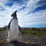 Magellanic Penguin