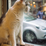 20170712 Le Cafe Des Chats 5