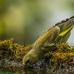 thirsty greenfinch