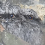 3 eyed Tawny Frogmouth