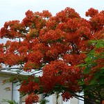 Cuba. Valentin Perla Blanca