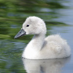 Young Mute Swan Cygnet-cygus olor