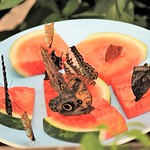 Brookside Gardens ~ Fancy Feast