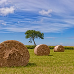 Hay rolls