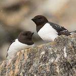 Little Auks - Alle alle