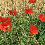 Papaver rhoeas