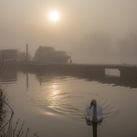 Swan, Sun and Mist