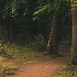 Forest Path