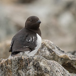 Little Auk - Alle alle