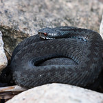 Common European adder (Vipera berus)