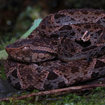 Fer-de-lance | Bothrops asper