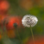 Dandelion in poppyland