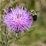 Thistle Under Attack
