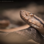 Bothrops asper
