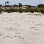 Sand bubbler crab holes