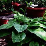 Hosta DSC_1064