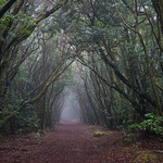 Path through the enchanted forest