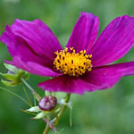 Cosmea / garden cosmos / Cosmos bipinnatus