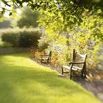 Late Light on the garden