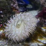 Anemone