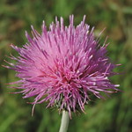 Thistle bloom