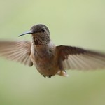 Rufous Hummingbird
