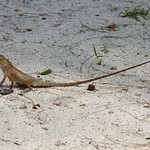 Garden Fence Lizard In Khao Sam Roi Yot National Park - Thailand