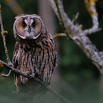 Hibou moyen-duc (Asio otus) Long-eared Owl X-T2 100-400 12800 ISO (Explore 2017-08-06)