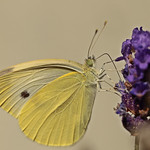 small white
