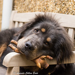 Keeping his squeaky company!