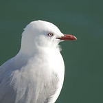 Seagull