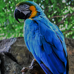 Macaw