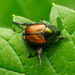 Japanese Beetle