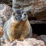 Yellow-bellied Marmot