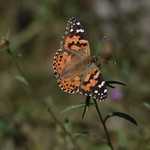 American Painted Lady butterfly